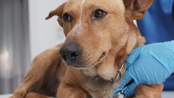Veterinarian listening to a dog's heart
